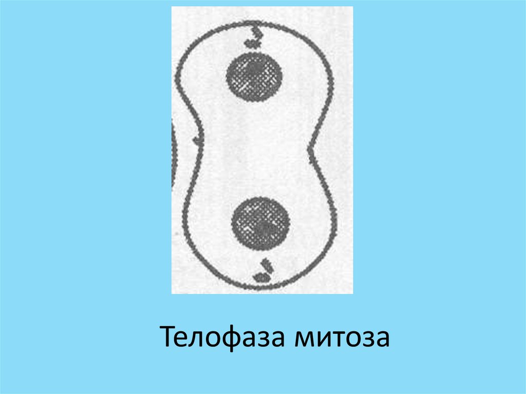 Митоз телофаза. Телофаза митоза. Телофаза кариокинез. Телофаза рисунок. Фазы митоза телофаза.