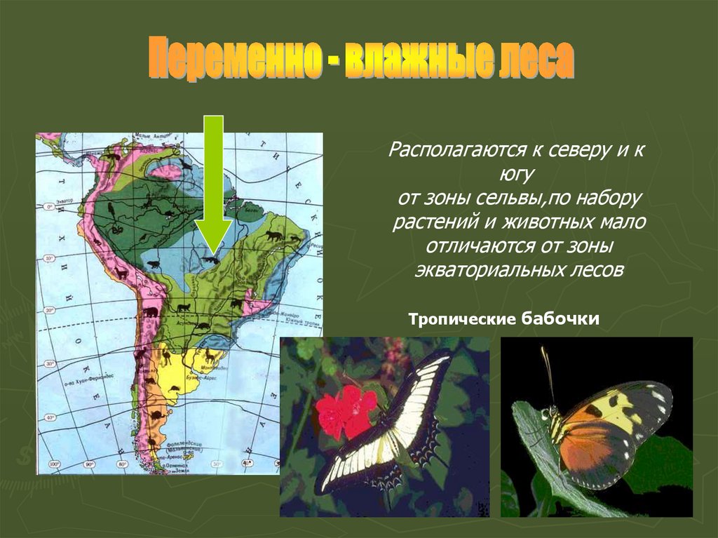 Влажность южной америки. Растительный мир переменно влажных лесов Южной Америки. Переменно влажные леса Южной Америки растения и животные. Экваториальная зона Южной Америки 7 класс. Природные зоны Южной Америки растительный и животный мир.