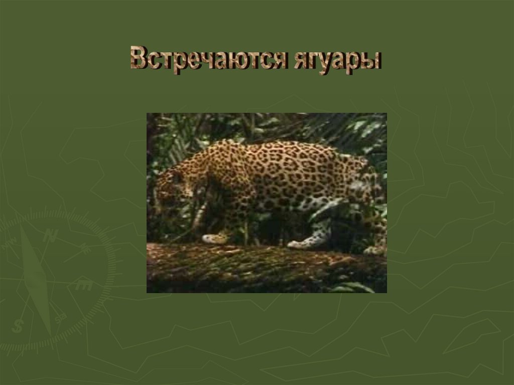 Животные природных зон южной америки. Ягуар природная зона. Ягуар природная зона обитания. Сообщение про ягуара природные зоны. В какой природной зоне обитает Ягуар.