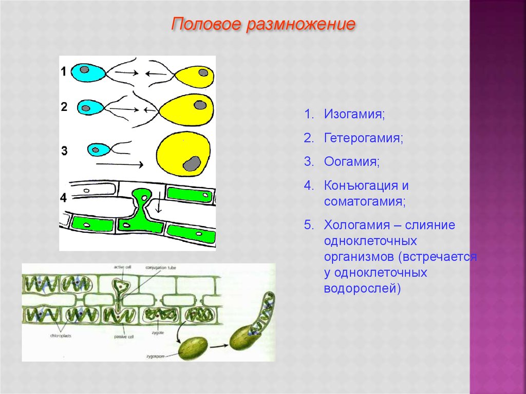 Индивидуальное размножение организмов