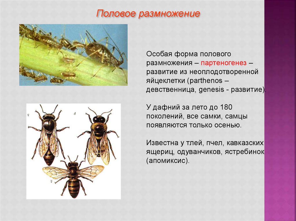 Индивидуальное развитие и размножение организмов презентация