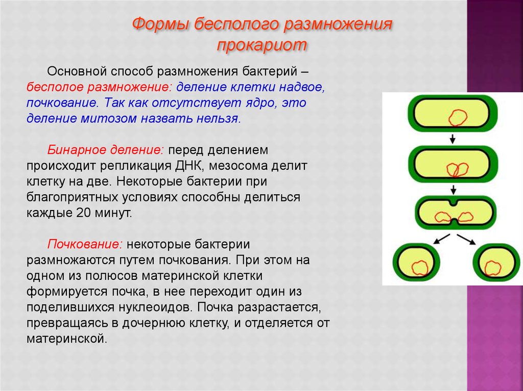 Формы размножения