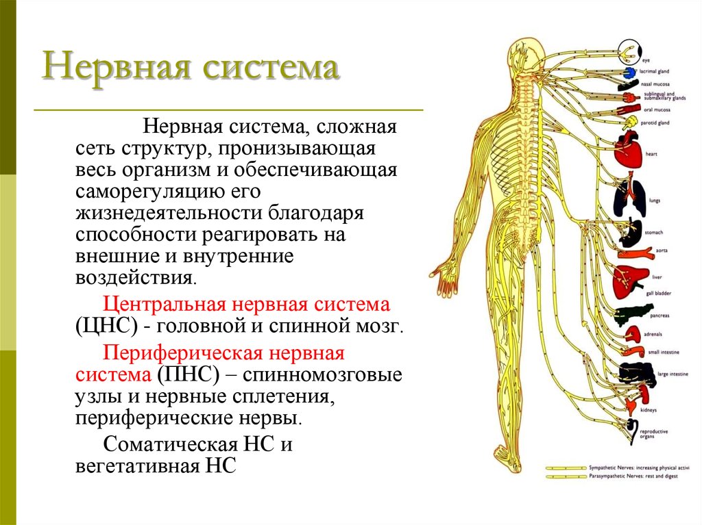 Укажите название органа периферической нервной системы человека. Функции нервной системы анатомия. Общая схема нервной системы человека. Система органов человека нервная система. Нервная система человека главные функции.