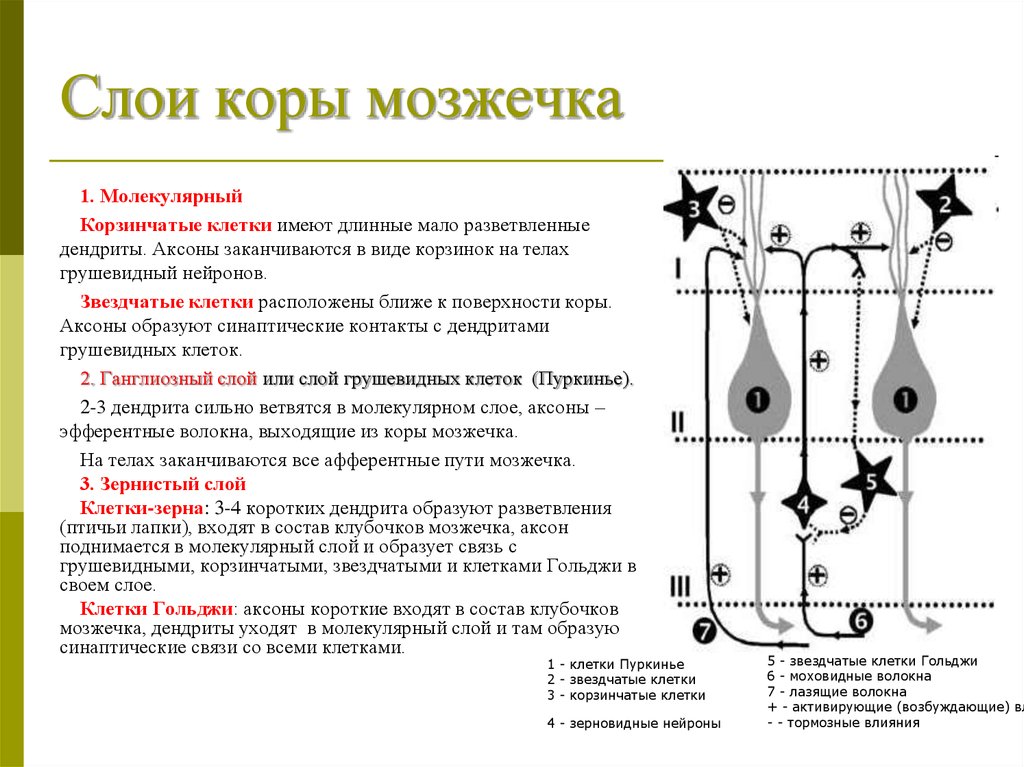 Слои нейронов. Клеточное строение коры мозжечка. Слои и клетки коры мозжечка. Нейроны коры мозжечка схема. Аксоны грушевидных нейронов коры мозжечка заканчиваются на.