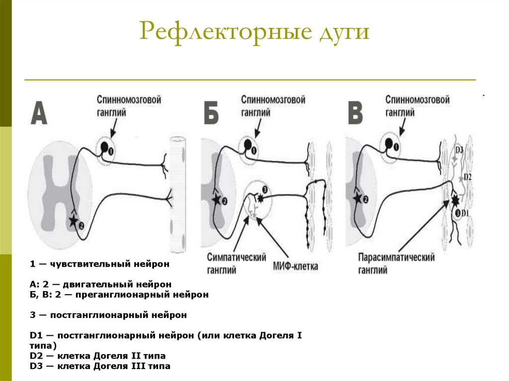 Типы рефлексов. Рефлекторные дуги гистология схемы. Рефлекс виды рефлексов рефлекторная дуга. Типы рефлекторной дуги. Виды рефдективной дуги.