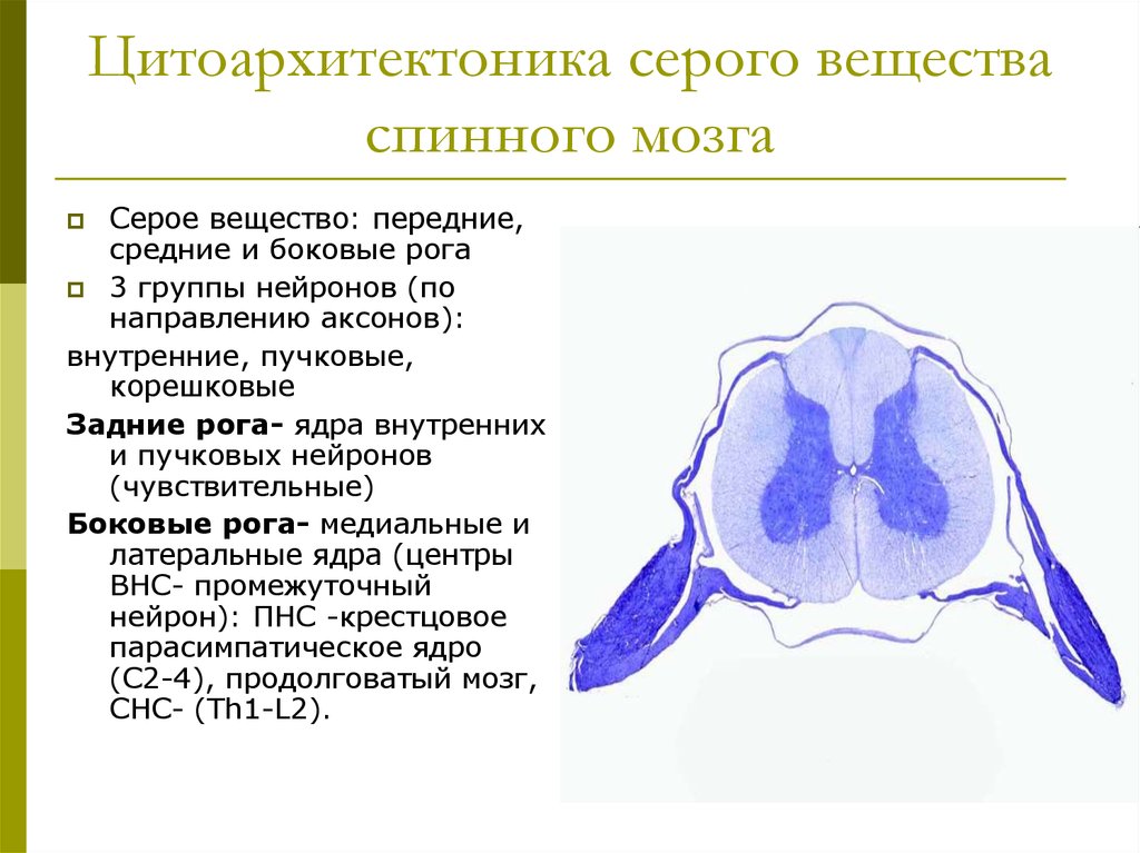 Нейроны спинного мозга характеристика. Функция боковых Рогов спинного мозга. Функции задних Рогов спинного мозга. Цитоархитектоника серого вещества спинного мозга. Ядра серого вещества спинного мозга гистология.
