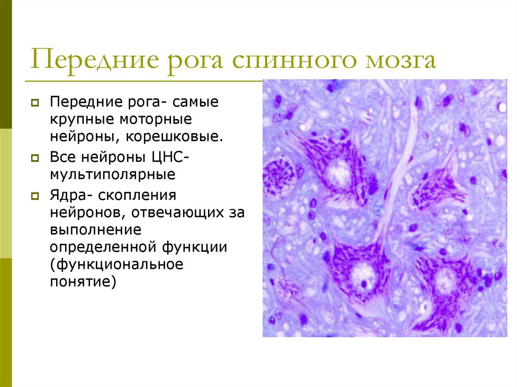Нейроны спинного мозга характеристика. Передние рога спинного мозга функции. Передний Рог спинного мозга. Передних Рогов спинного мозга. Передние рога Нейроны.