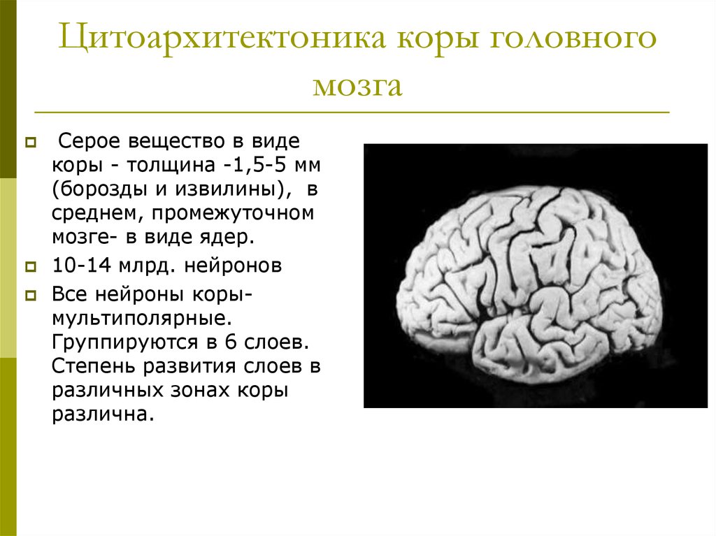 Свойство коры головного мозга. Цитоархитектоника лобной доли. Цитоархитектоника коры головного мозга. Цитоархитектоника коры больших полушарий. Цитоархитектоническое строение коры головного мозга.
