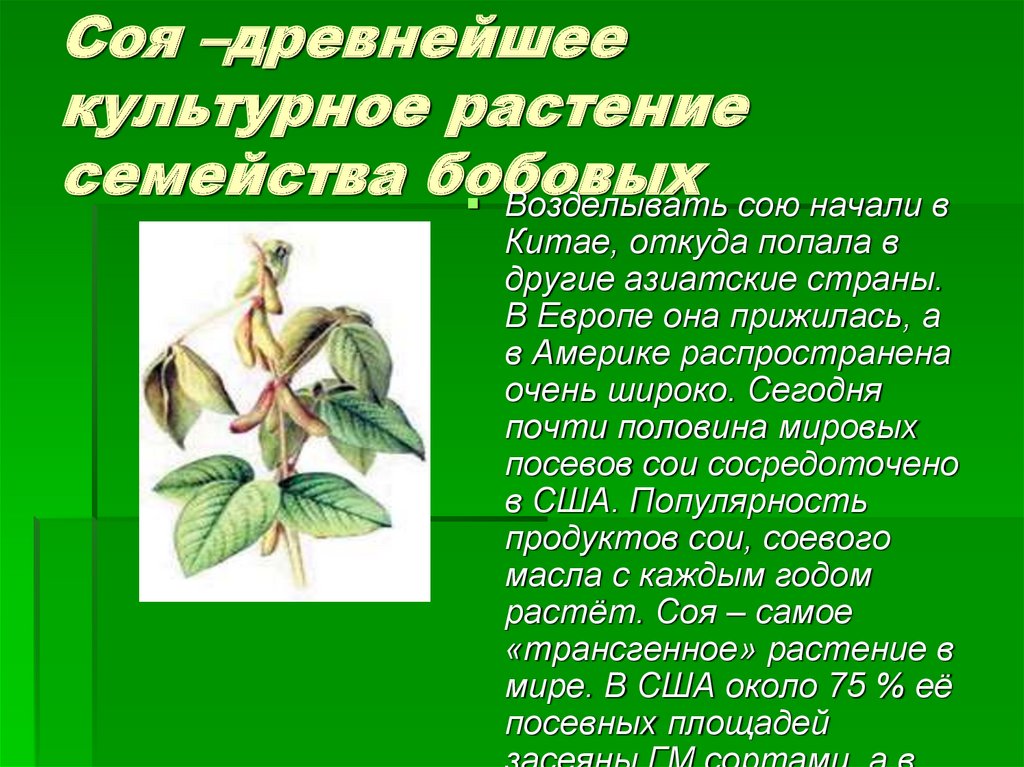 Соя –древнейшее культурное растение семейства бобовых