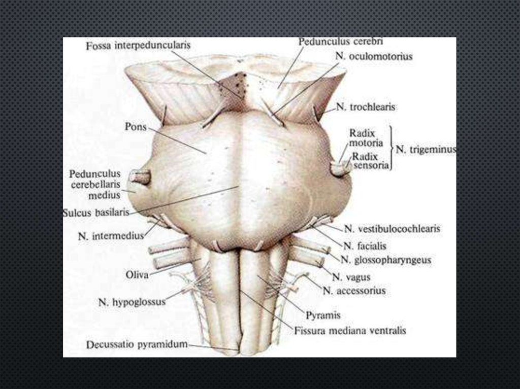 Нижний край моста. Наружное строение моста анатомия. Продолговатый мозг анатомия строение. Варолиев мост строение анатомия. Задняя боковая борозда продолговатого мозга.
