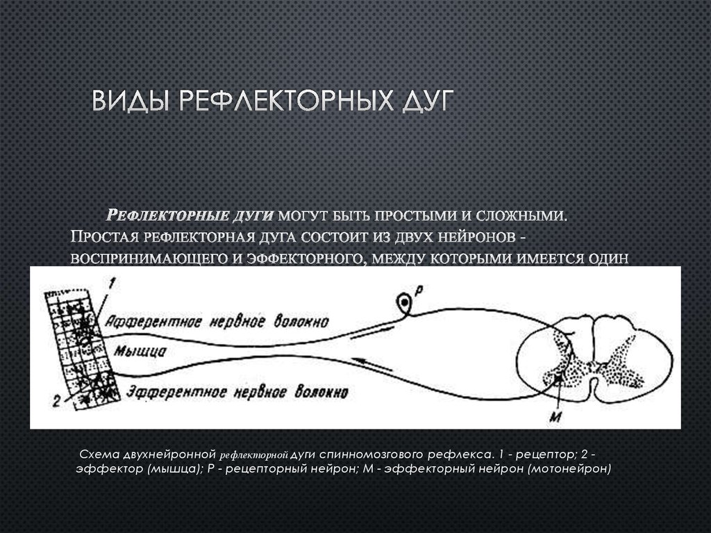 Виды дуг. Простейшая двухнейронная рефлекторная дуга. Схема рефлекторных дуг двухнейронной. Рефлекторная дуга типы рефлексов. Рефлекторная дуга виды рефлекторных дуг.