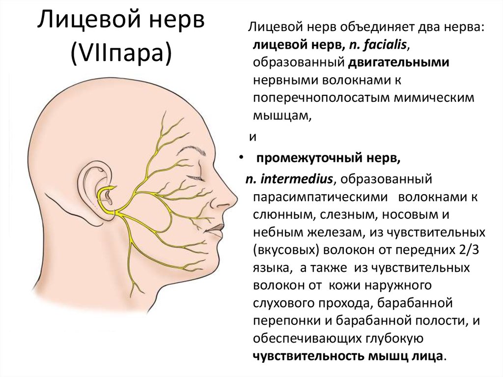 Правый лицевой нерв. Повреждение краевой ветви лицевого нерва. Лицевой нерв строение и функции. Лицевой нерв характеристика. VII пара лицевой нерв иннервирует.