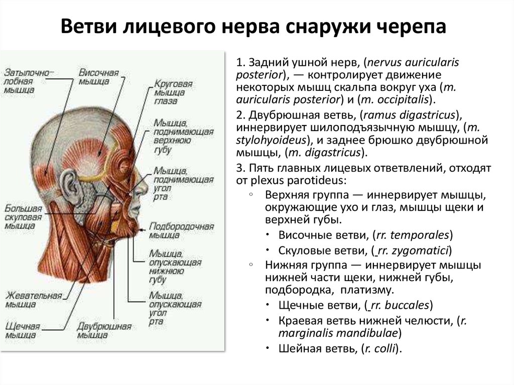 Лицевой нерв череп. Щечная ветвь лицевого нерва. Лицевой нерв иннервирует мышцы. Височная ветвь лицевого нерва.