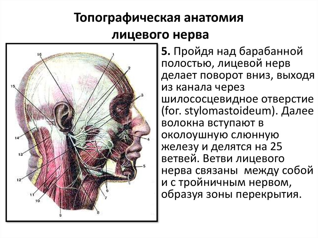 Лицевые нервы человека. Лицевой нерв анатомия топография. Ветви лицевого нерва топографическая анатомия. Шилососцевидное отверстие нерв. Анатомия лицевых нервов.
