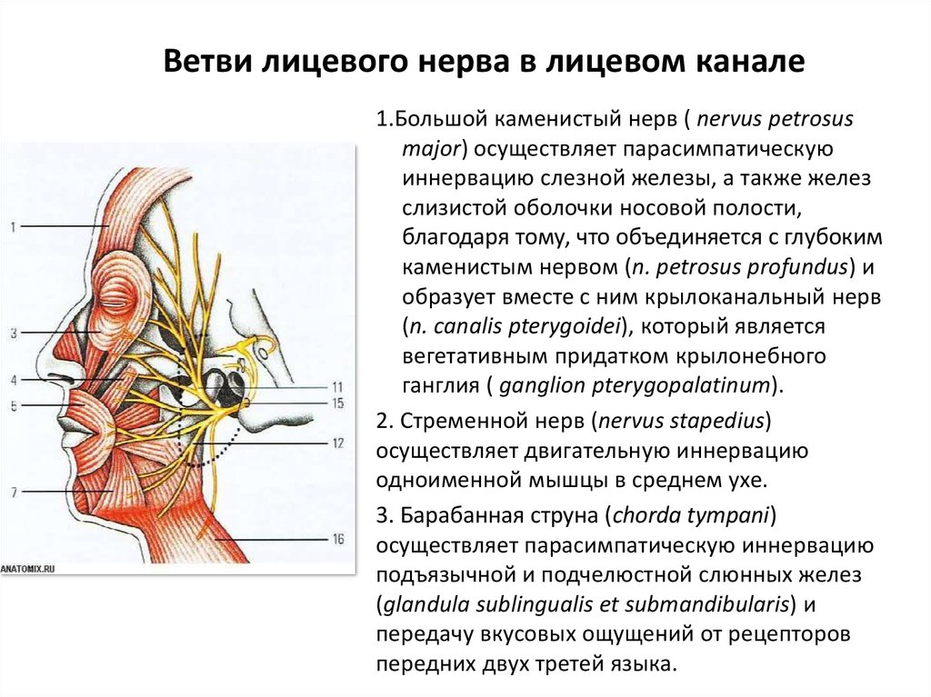 Волокна лицевого нерва. Двигательные ветви лицевого нерва иннервируют. Схема иннервации лицевого нерва. Ветви лицевого нерва и иннервация. Двигательные ветви лицевого нерва иннервируют мышцы.