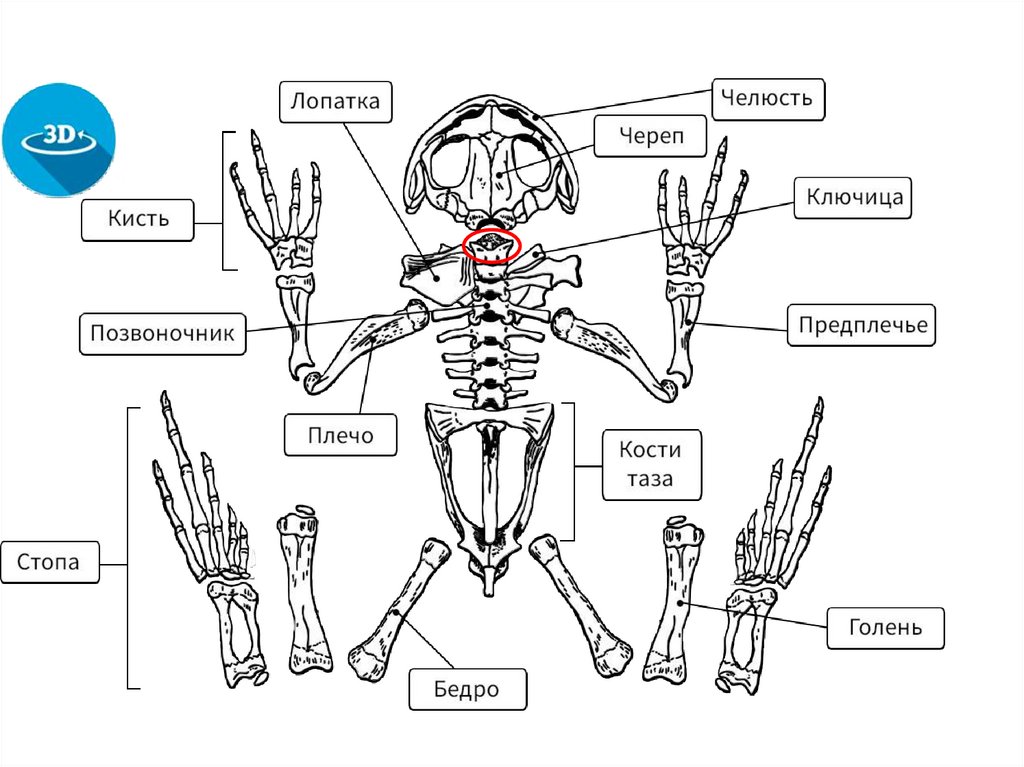 Скелет земноводных схема