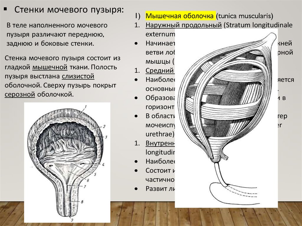 Мочевой пузырь картинка