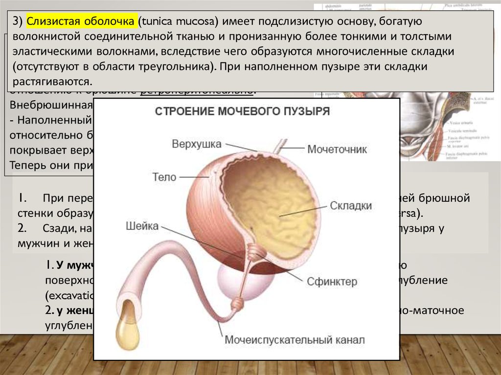 Vesica urinaria