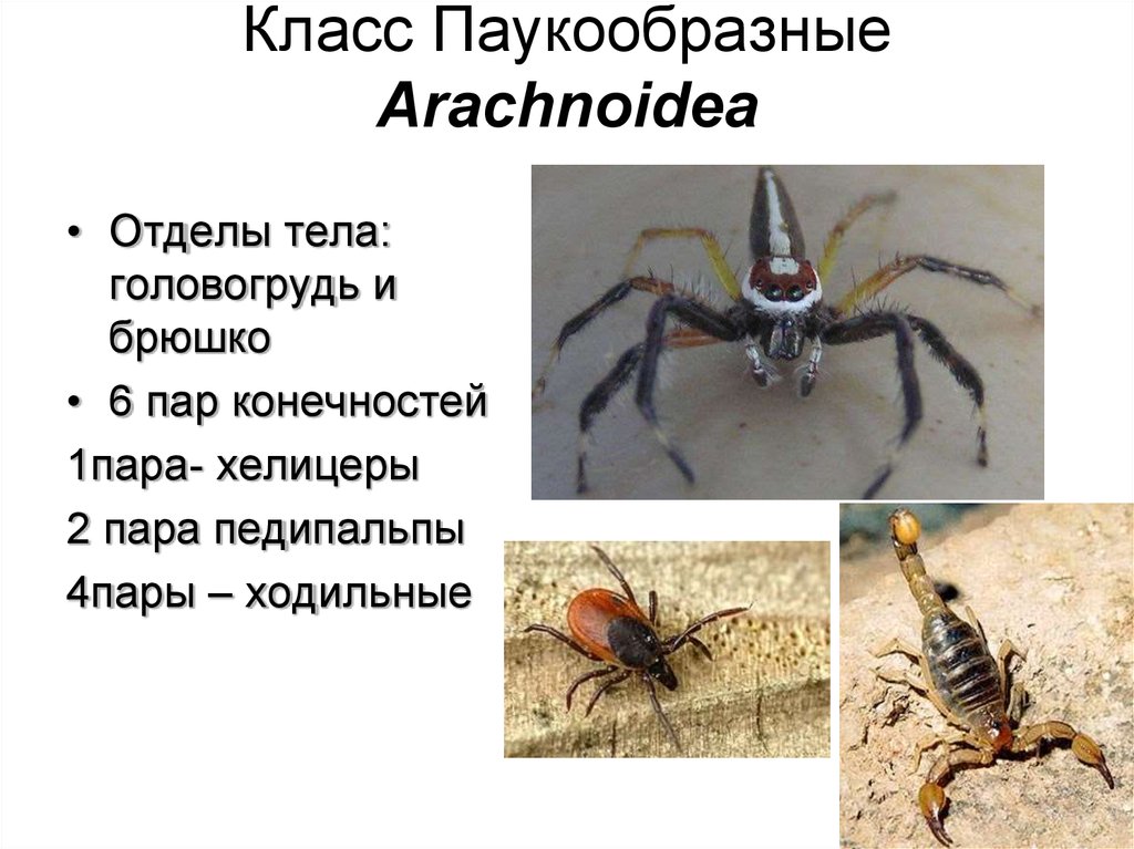 Признаки паукообразных. Отделы тела паукообразных. Арахноэнтомология паукообразные. Головогрудь паукообразных. Класс паукообразные отделы тела.