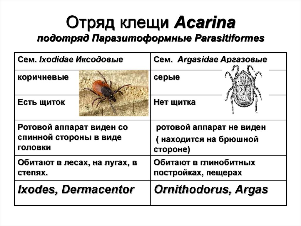 Для клещей характерны следующие признаки. Отряд паразитиформные клещи (parasitiformes). Отряды клещей классификация. Иксодовые и аргасовые клещи. Иксодовые клещи семейства таблица.