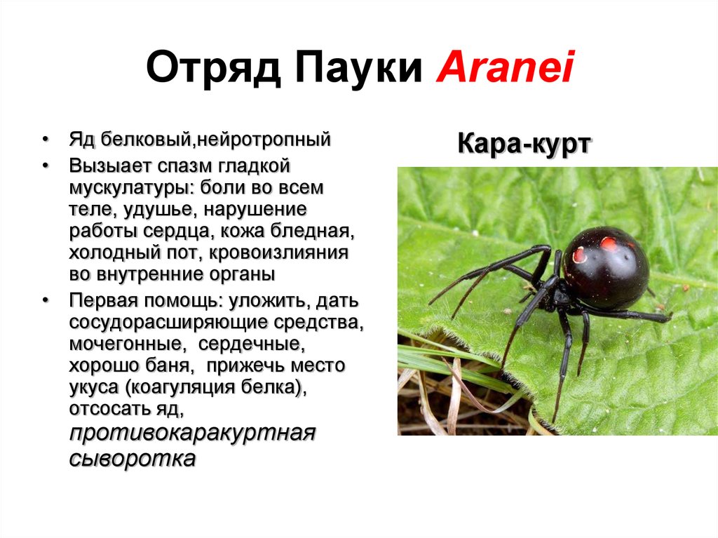 Значение паукообразных. Отряд пауки. Отряды паукообразных. Пауки Aranei. Отряд пауки характеристика.