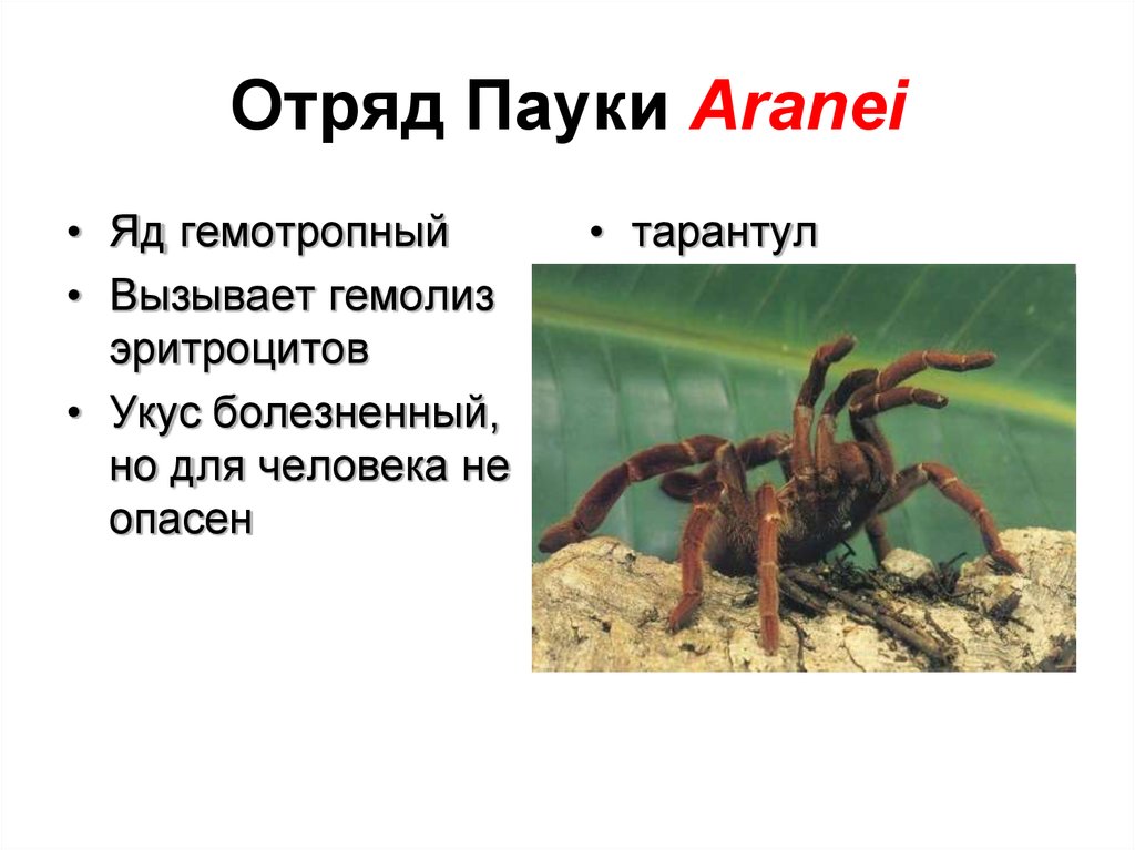 Класс паукообразные отряды. -Отряд пауки (Aranei). Отряды паукообразных. Отряд пауки общая характеристика.