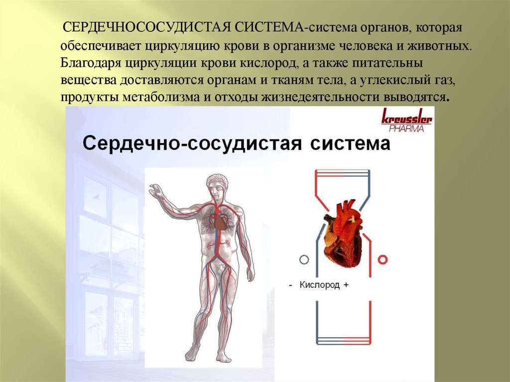 Особенности сердечно сосудистой системы подростков