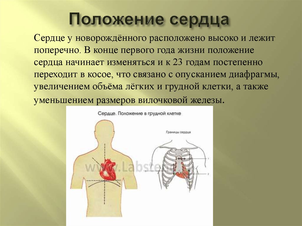 Афо сердечно сосудистой системы у новорожденных презентация