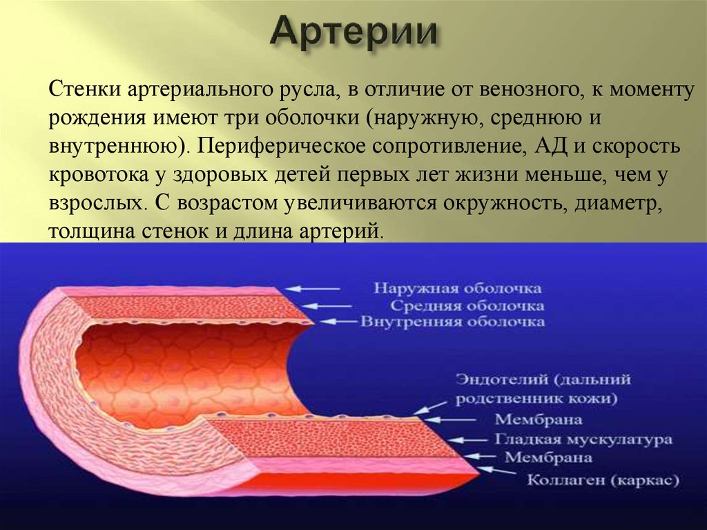 Мышечный слой артерий и вен. Оболочки стенки артерий.