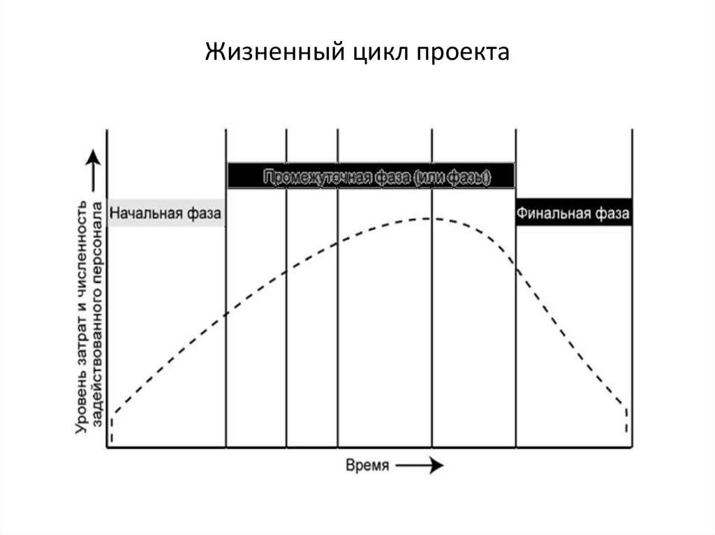 На рисунке представлены стадии жизненного цикла