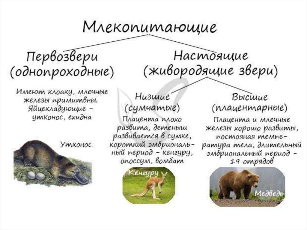 Классификация млекопитающих презентация