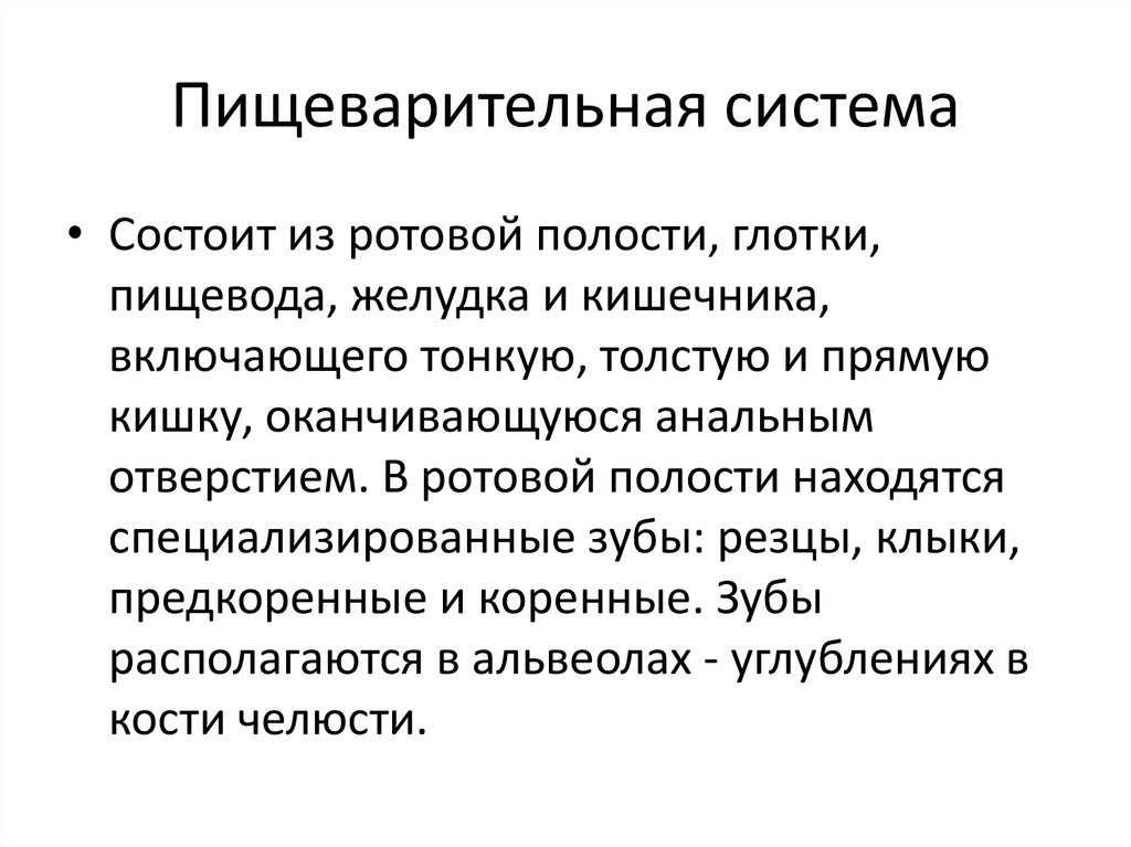 Пищеварительная система