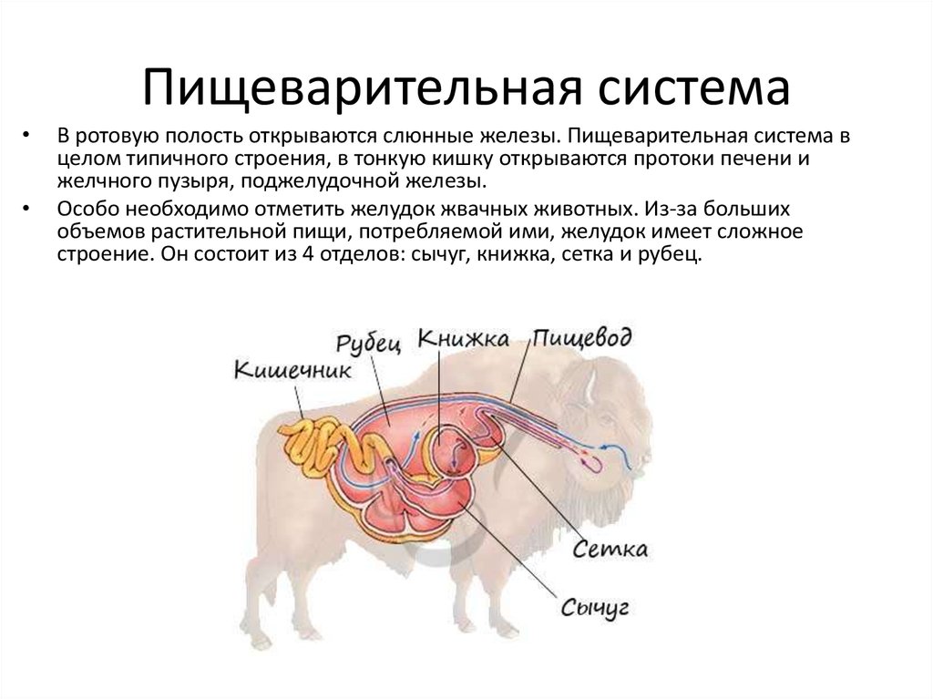Пищеварительная система