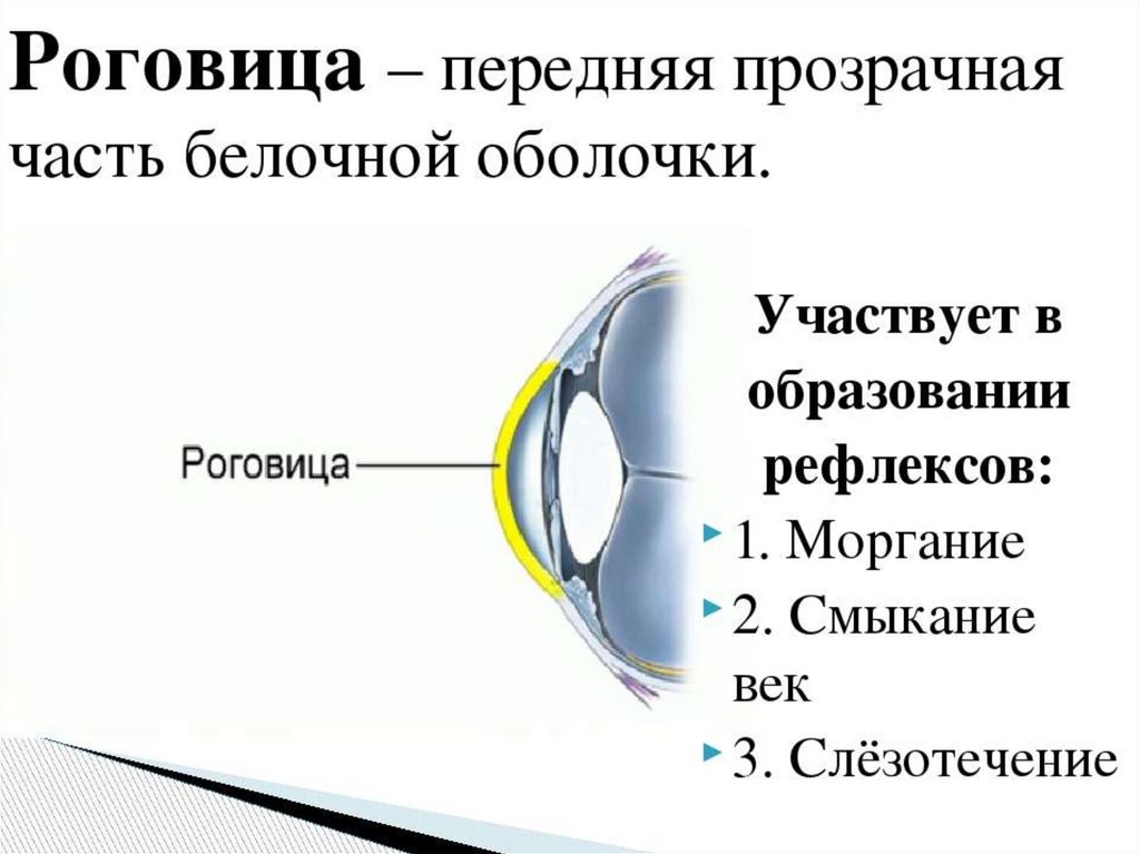 Роговица глаза строение картинки