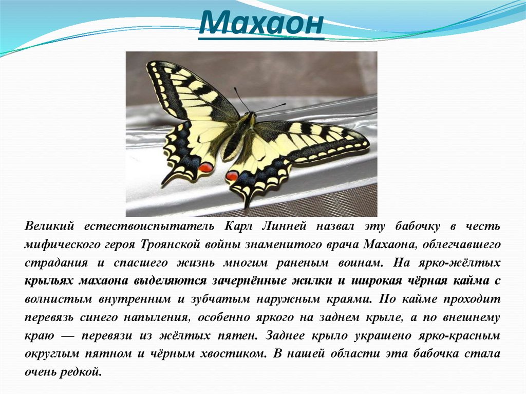 Бабочка махаон описание. Рассказ о бабочке Махаон. Махаон доклад. Бабочка Махаон доклад. Махаон бабочка описание.