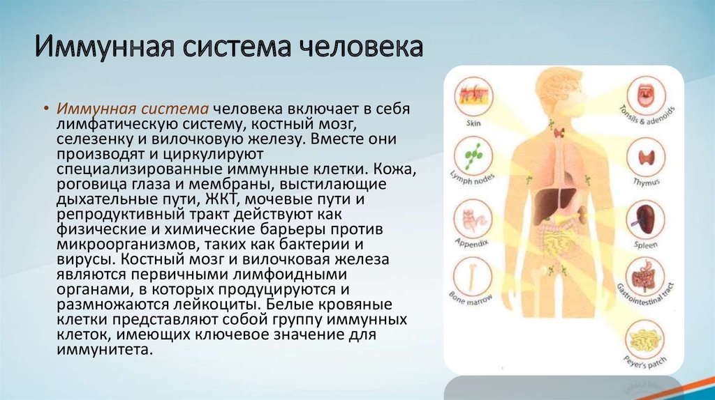 Иммунная температура. Иммунная система человека. Органы иммунной системы человека. А система иммунитета. 2. Иммунная система человека.