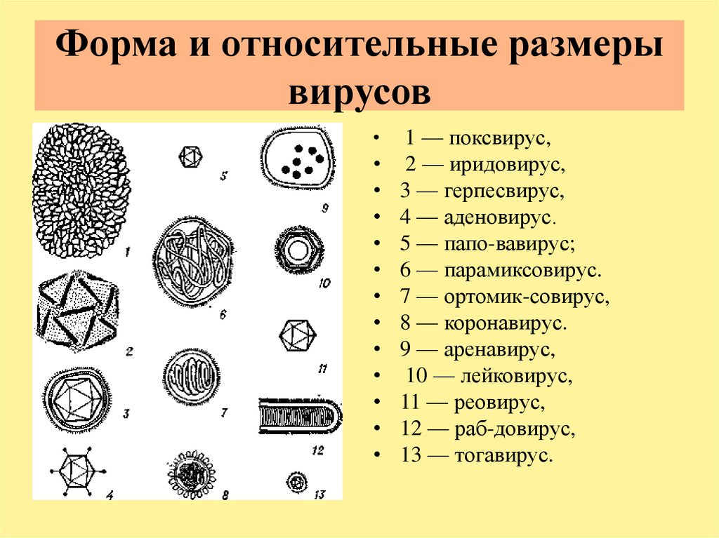 Сколько вирусов ковид. Формы вирусов и бактерий. Сравнительные Размеры вирусов. Вирусы Геометрическая форма. Размеры вирусов и бактерий.