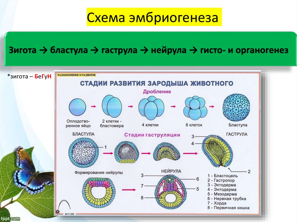 Эмбриональное развитие строение. Стадии эмбриогенеза зигота бластула. Этапы онтогенеза бластула гаструла нейрула. Эмбриональный этап онтогенеза схема. Гаструла бластула гаструла нейрула.