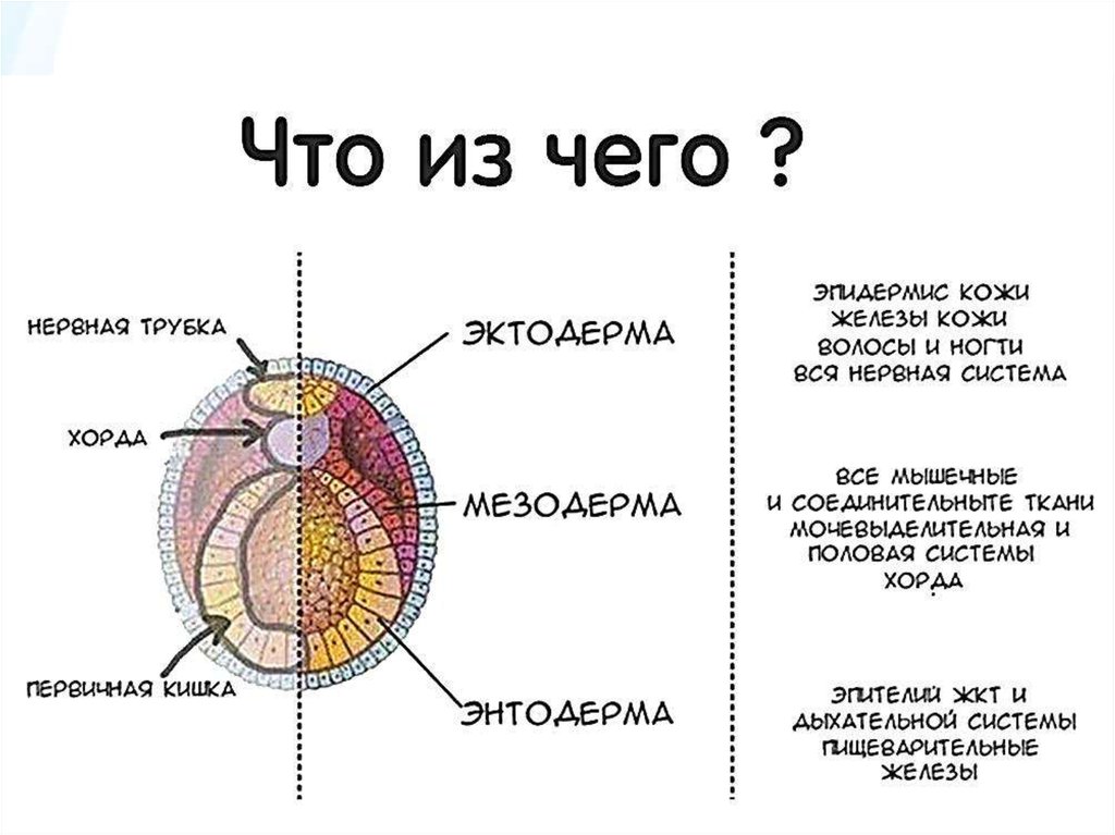 Лепестки зародыша. Эндодерма эктодерма и мезодерма. Мезодерма эктодерма энтодерма схема. Эктодерма мезодерма энтодерма таблица гистология. Бластомеры эктодерма мезодерма энтодерма схема.