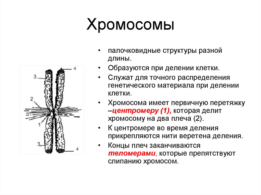 Хромосома это в биологии кратко