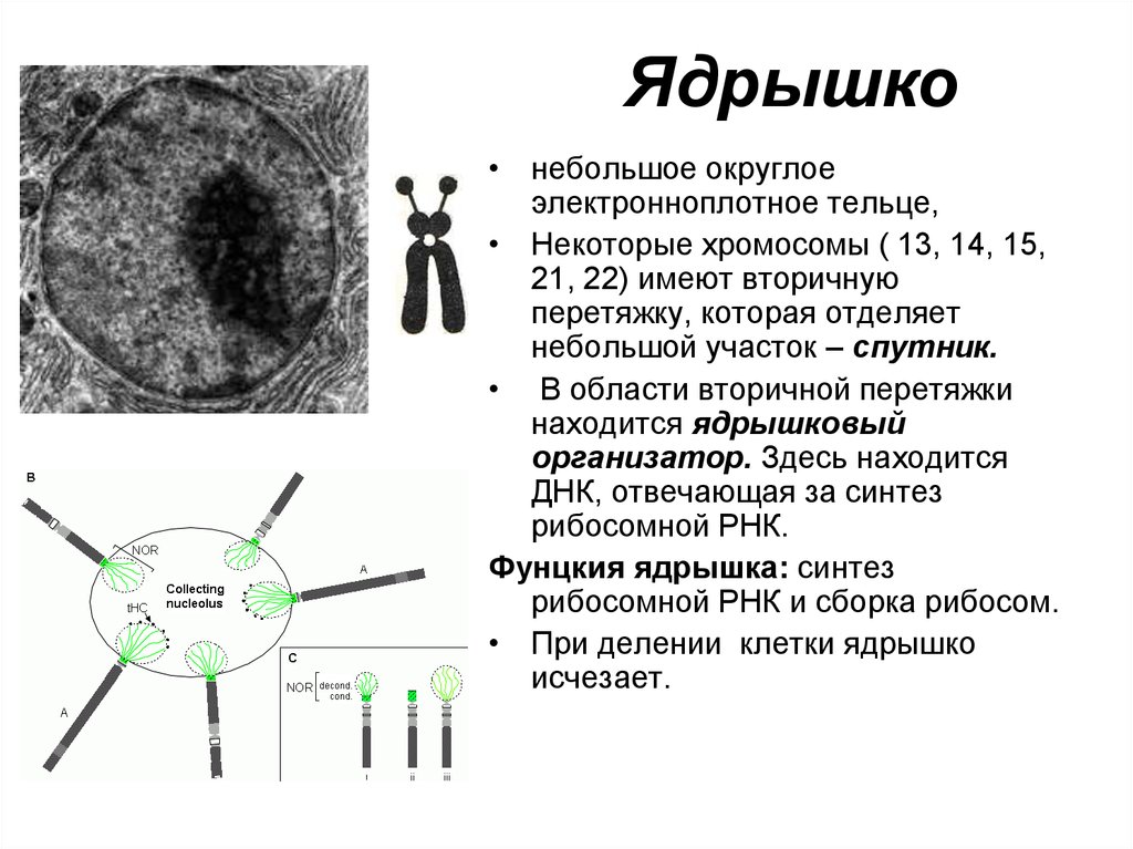 Растворение ядрышка