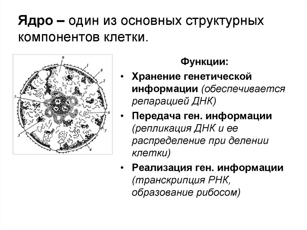 Наследственная информация ядра. Ядро структурные компоненты ядра. Компоненты ядра клетки. Структурные компоненты клеточного ядра. Основные структурные компоненты ядра назовите его функции.