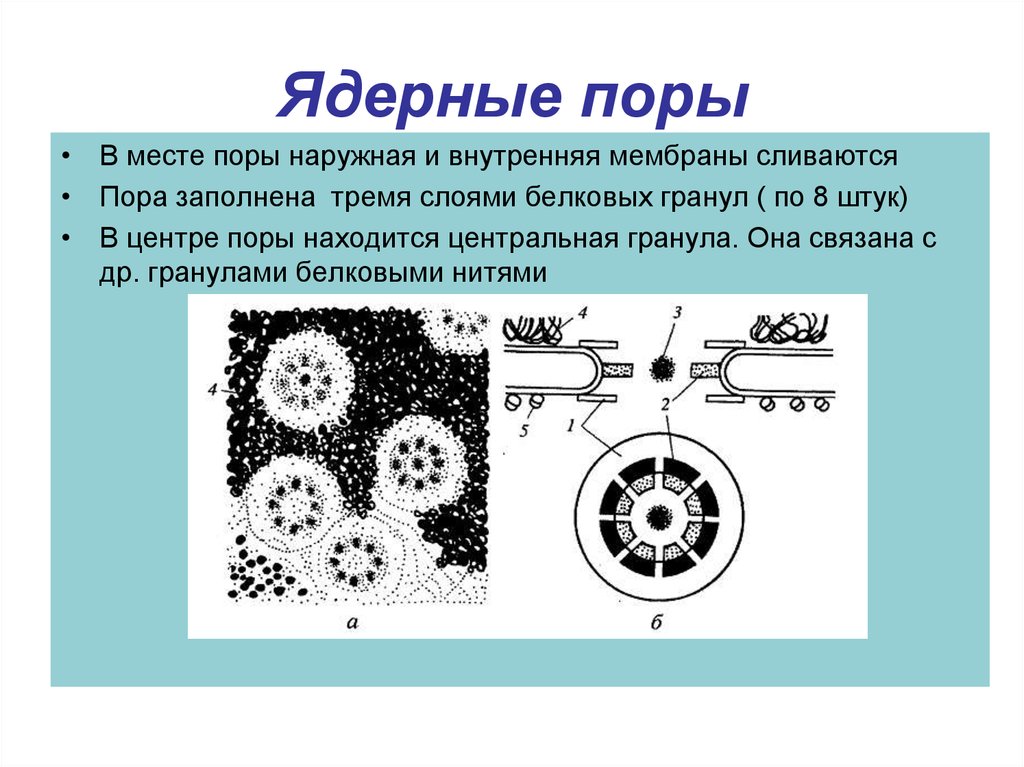 Функция поры. Строение ядерной поры. Строение поры ядра. Ядерная пора. Ядерные поры строение и функции.