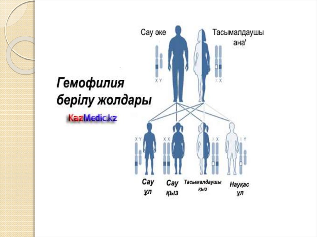 Презентация адам генетикасы