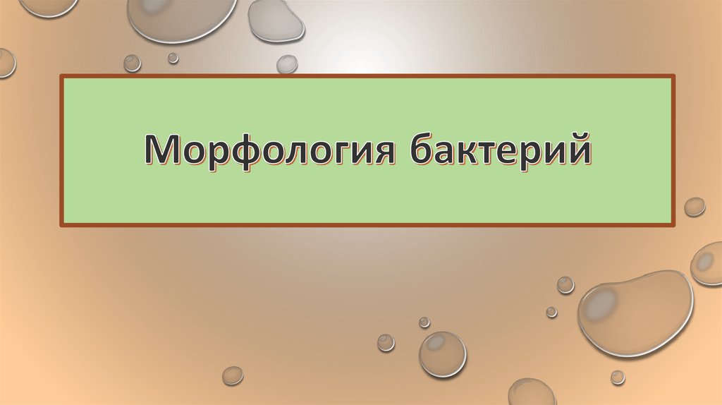 Морфология бактерий презентация