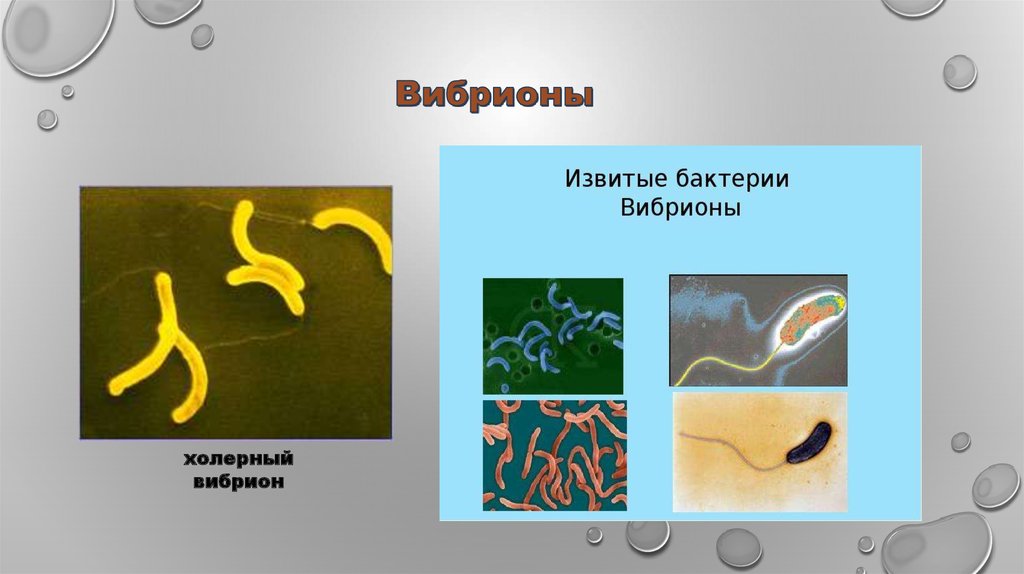 Форма бактерии вибрионы рисунок