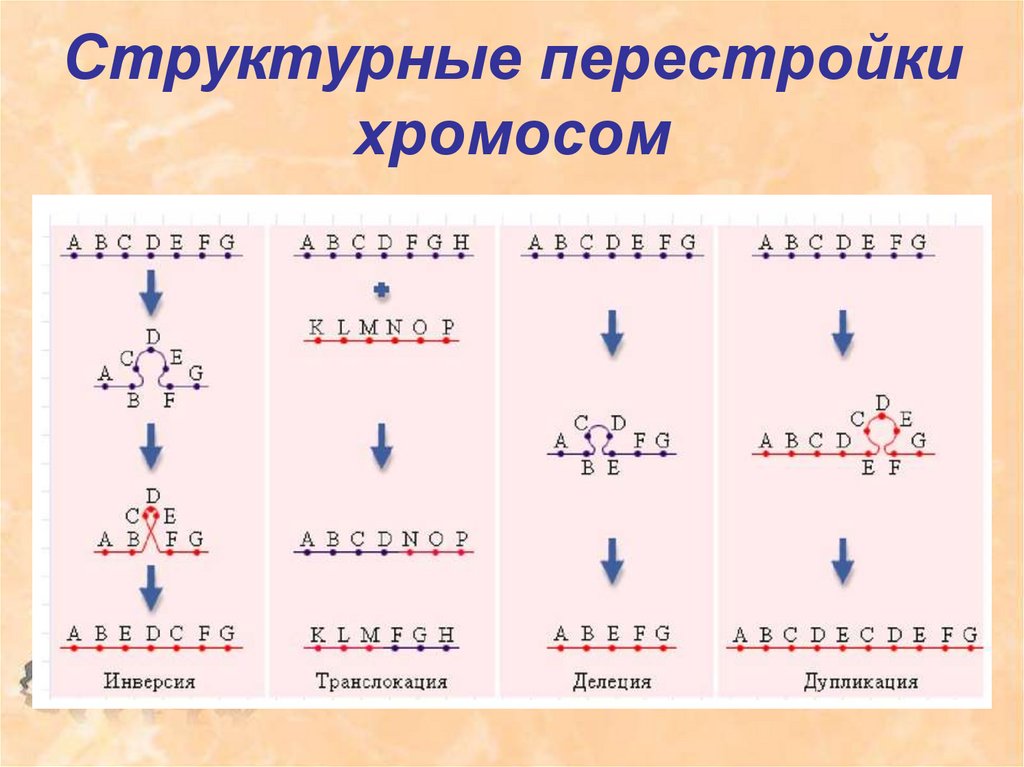 Перестройка хромосом