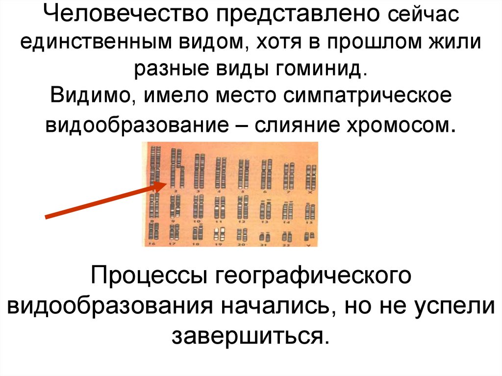 Вид хотя. Слияние хромосом. Современное человечество представлено видом. Процесс слияния хромосом. Современное человечество представлено видом каким.