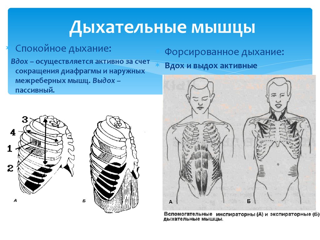 Основные дыхательные мышцы