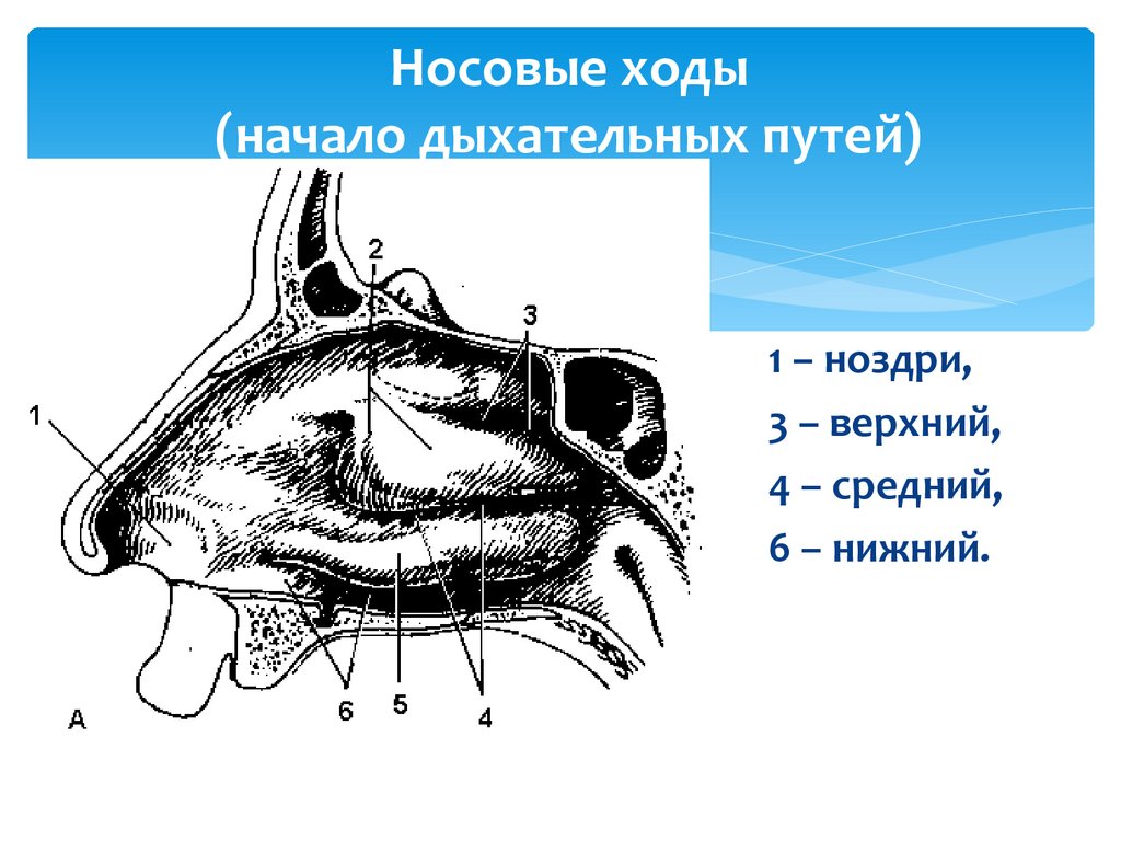 Носовая полость соединена с